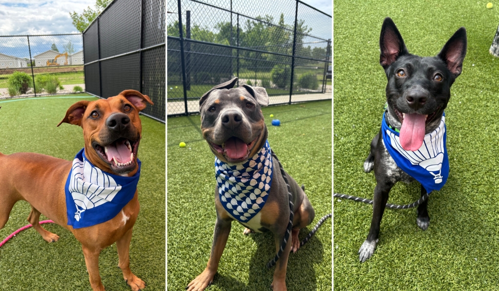 dogs wearing bandanas